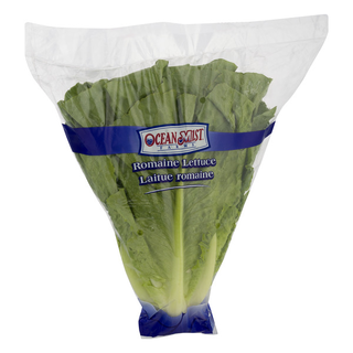 Romaine Lettuce