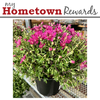 coupon product image 