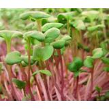 Produce Radishes 1 Ea