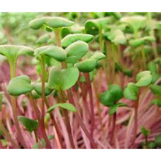 Produce Radishes 1 Ea