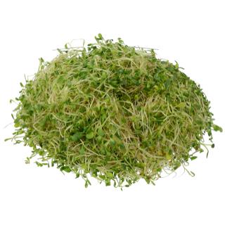 Alfalfa Sprouts