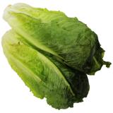 Romaine Lettuce
